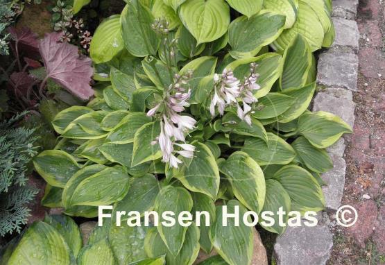 Hosta Tango